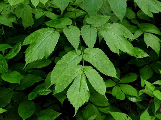 {Astilbe biternata}